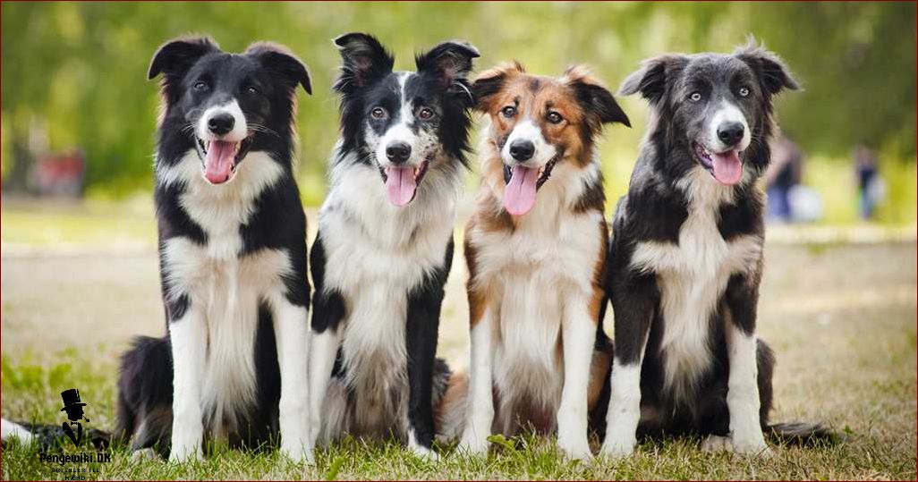 Den klogeste hund: Lær om de mest intelligente hunderacer