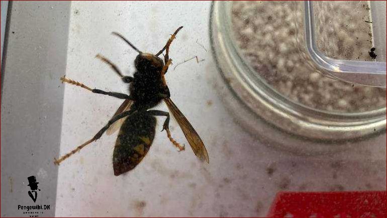 Dræber hveps: Sådan beskytter du dig mod de farlige insekter