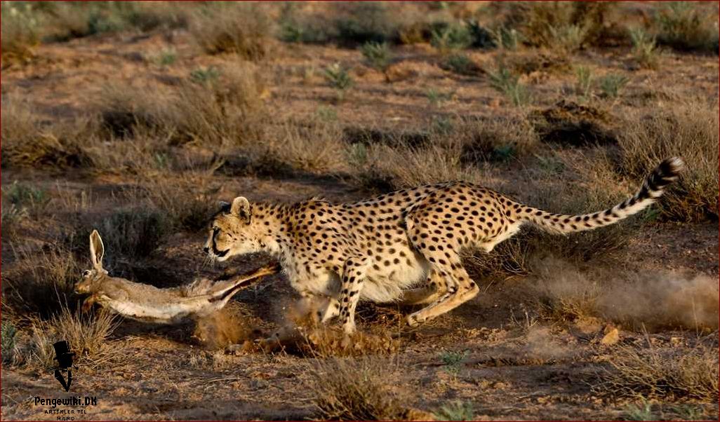 Gepard topfart Få indblik i verdens hurtigste landdyr
