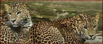 Gepard vs leopard: Hvad er forskellen mellem disse to store kattedyr?