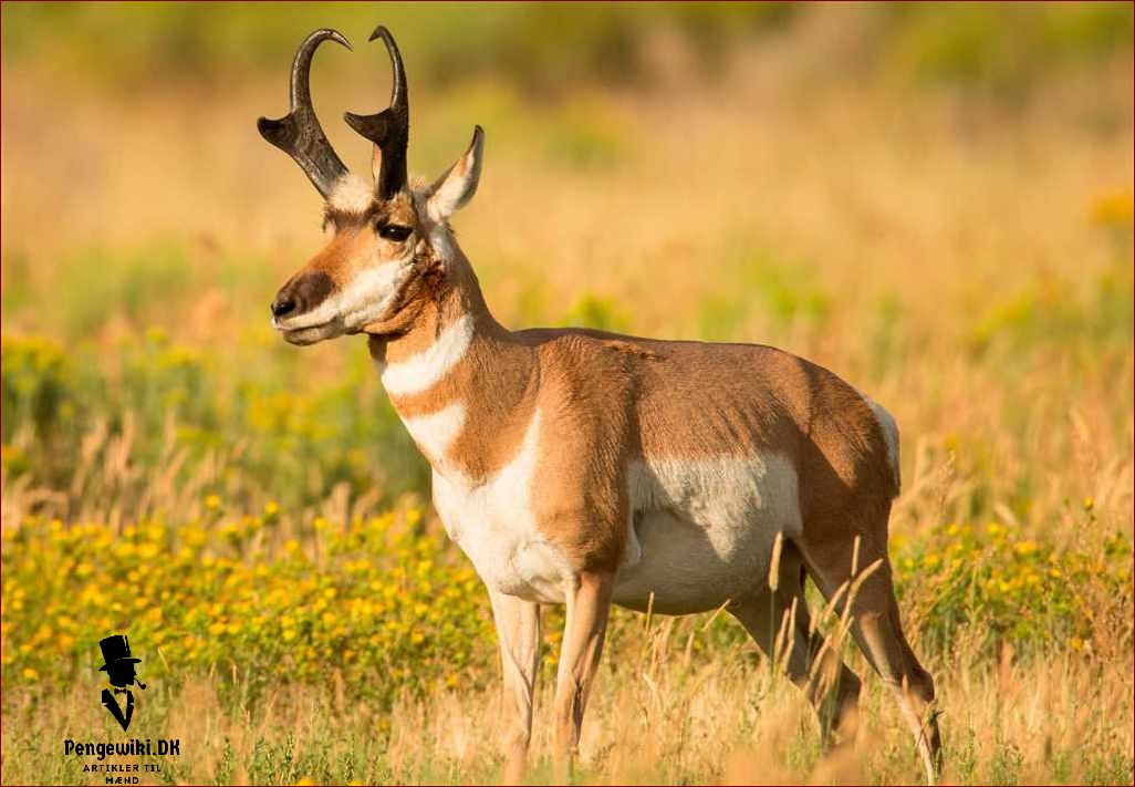 De hurtigste dyr i verden: Top 10 af de hurtigste dyr på Jorden