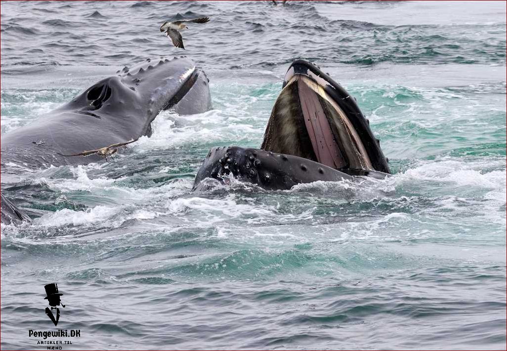 Hvad spiser en blåhval? Få svaret her