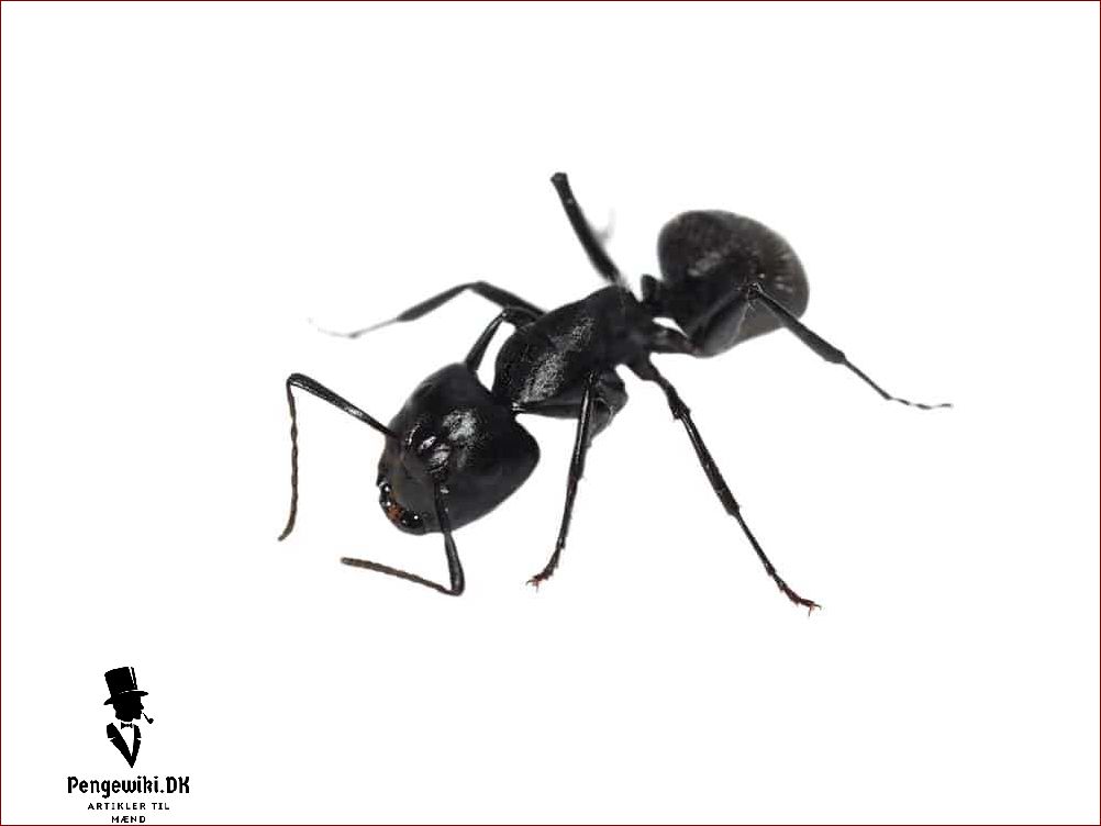 Hvad spiser myrer? Find ud af hvad disse små insekter foretrækker at spise