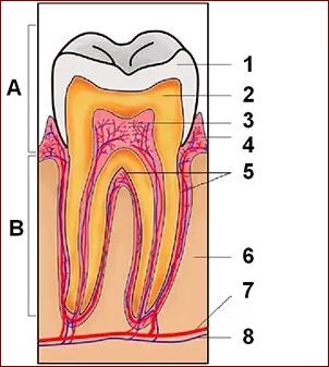 Onsdt i kæben visdomstand - Årsager symptomer og behandling
