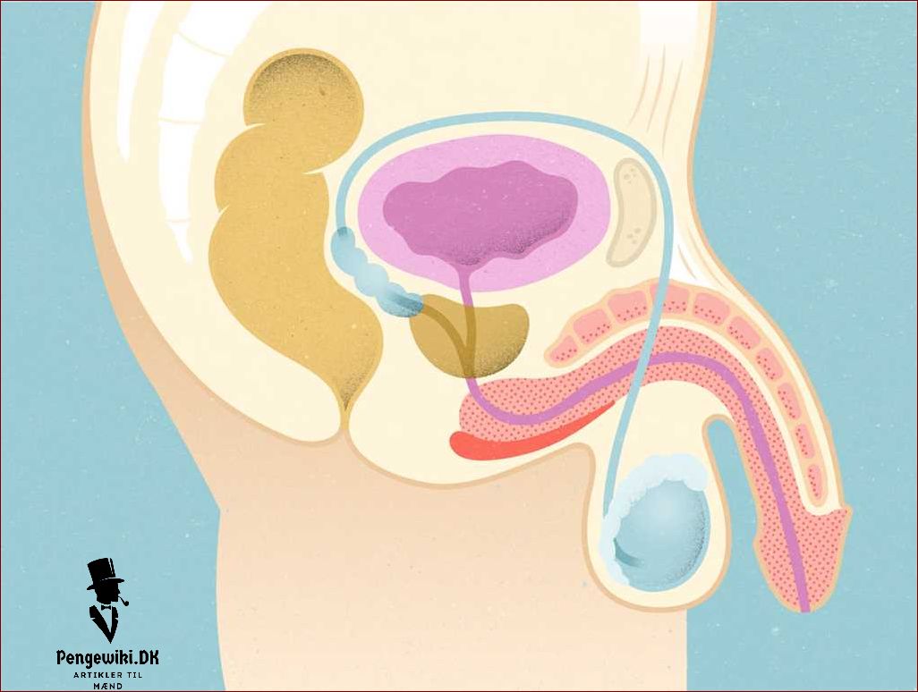 Penis størrelse: Hvad betyder det og hvordan påvirker det sexlivet?