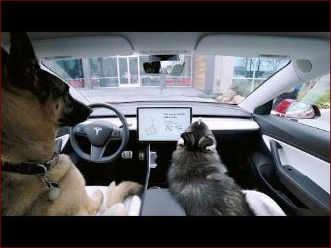 Tesla hundemode: Hvad er det og hvordan fungerer det? - Alt hvad du behøver at vide