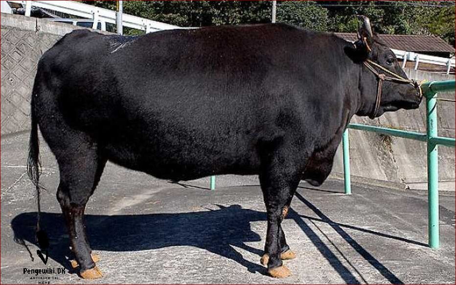 Verdens dyreste kød: Pris, sjældenhed og eksklusivitet