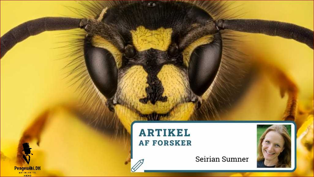 Verdens største hveps: Fakta, billeder og information