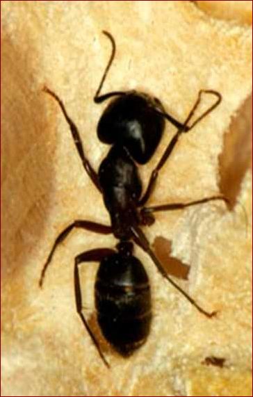 Myrer og plantesaft