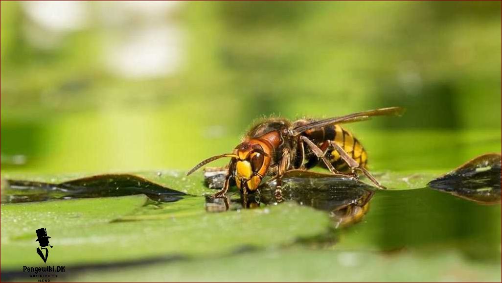 Billeder af verdens største hveps