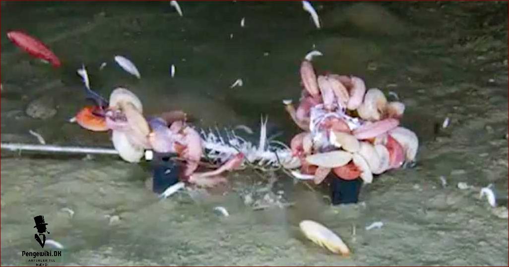 Verdens dybeste hav Opdag hemmelighederne i dybet