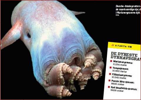 Dybhavsgravene: En verden under overfladen